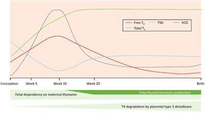 Maternal thyroid function and offspring birth anthropometrics in women with polycystic ovary syndrome